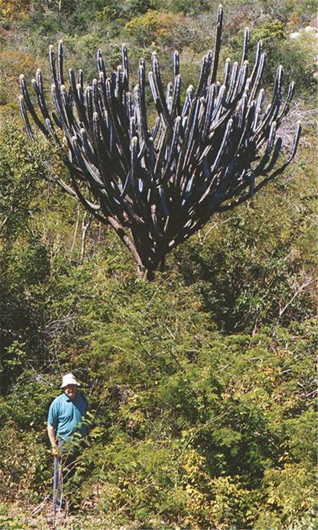 Pilosocereus pachycladus1